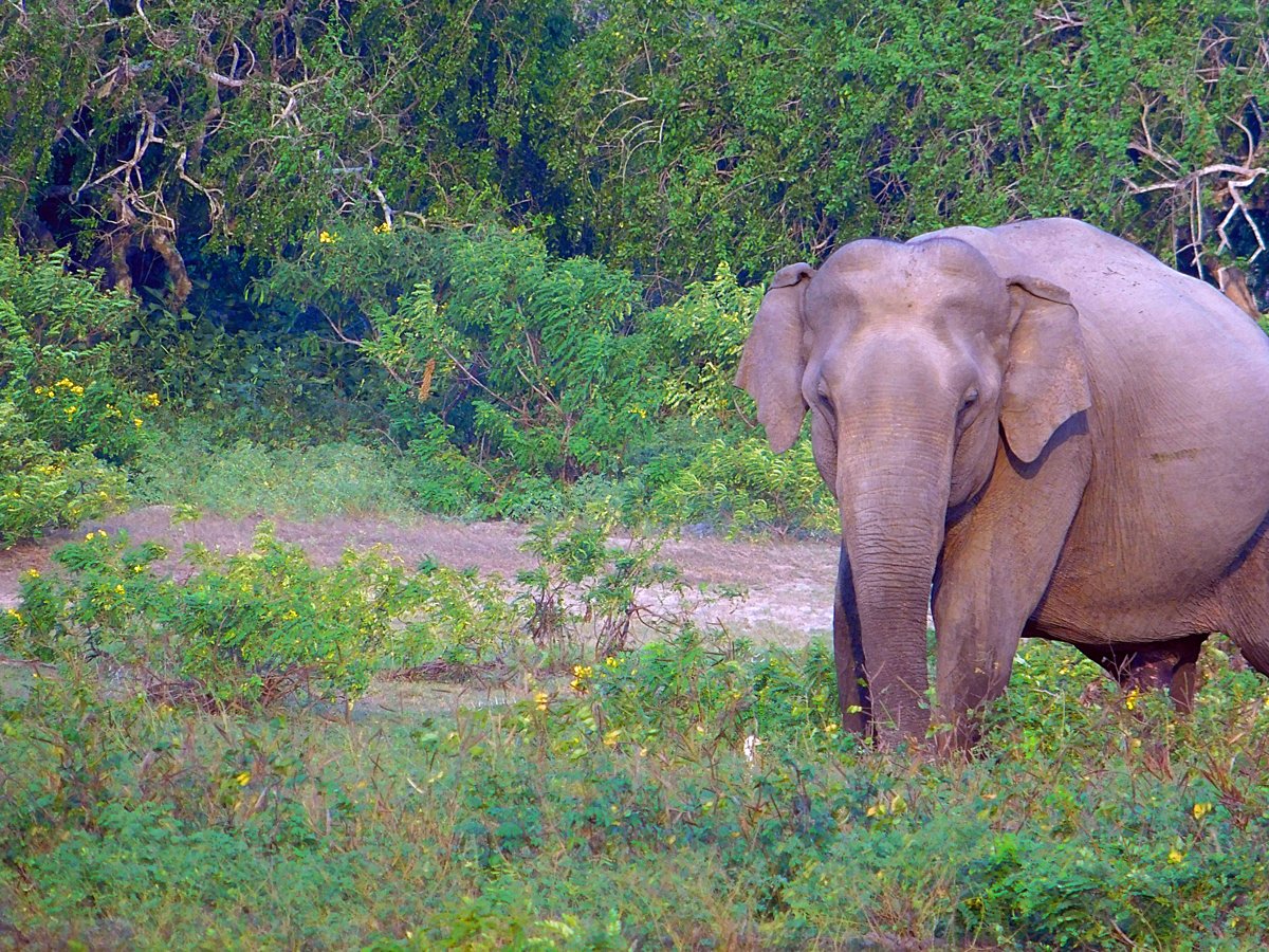 Wild Sri Lankan elephant in Yala