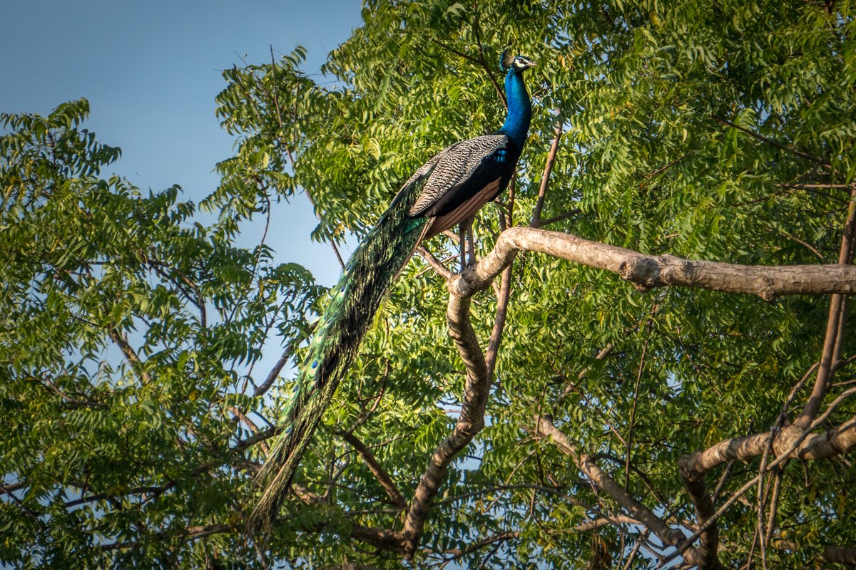 Peacock photographed in Sri Lanka